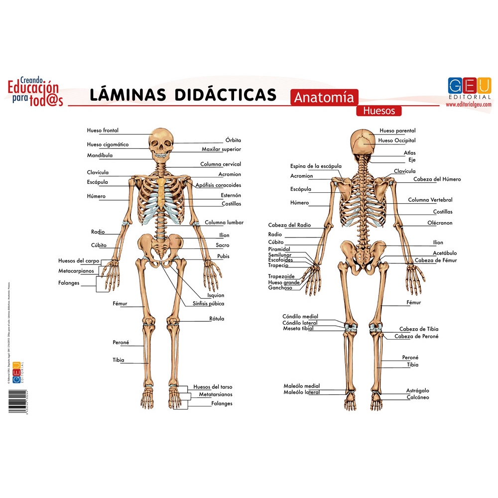 Láminas didácticas. Anatomía: Huesos