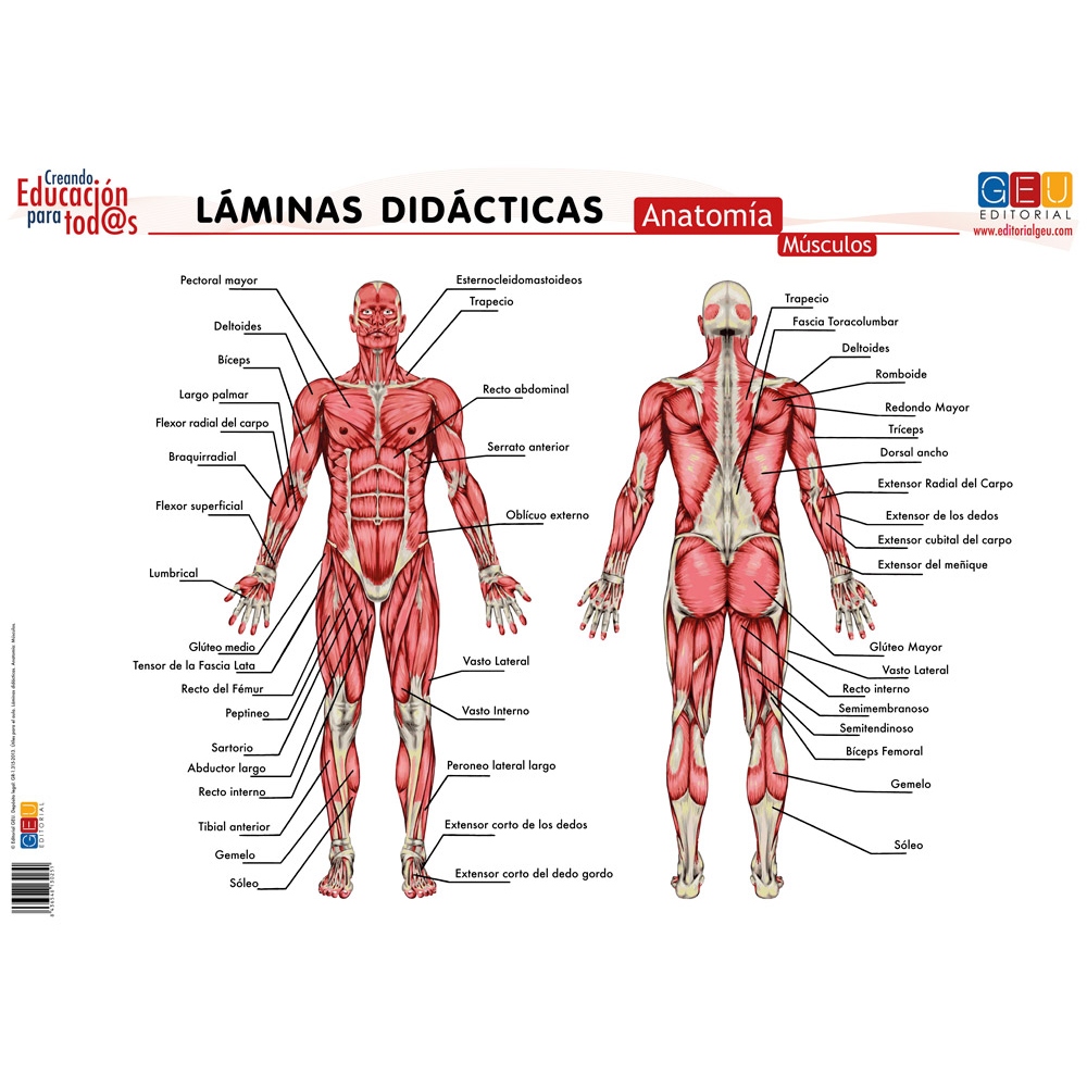 Láminas didácticas. Anatomía: Músculos