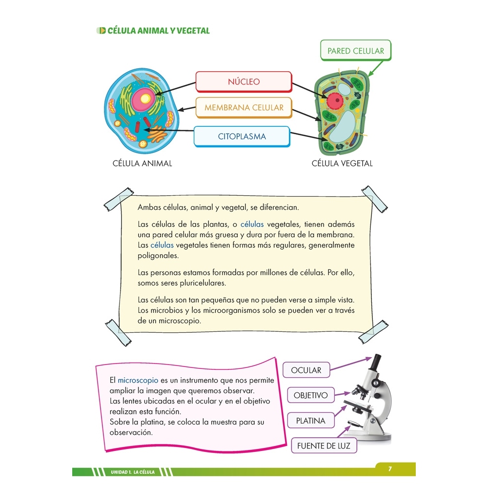 Ciencias de la Naturaleza 6. Adaptación curricular con apoyos visuales