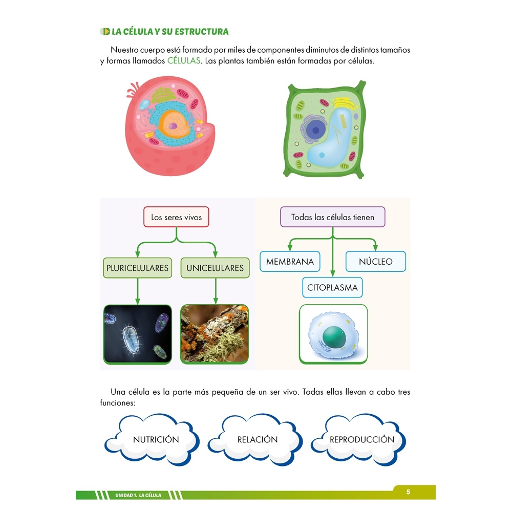 Ciencias de la Naturaleza 6. Adaptación curricular con apoyos visuales