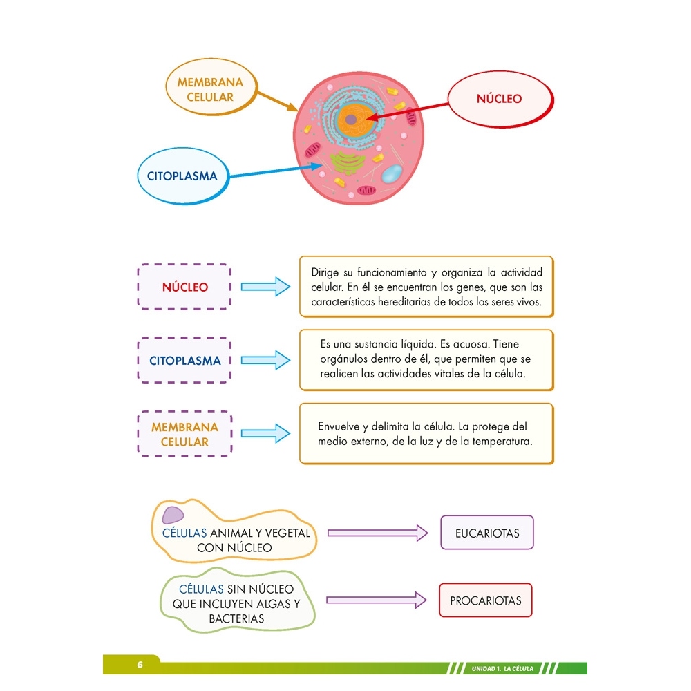 Ciencias de la Naturaleza 6. Adaptación curricular con apoyos visuales